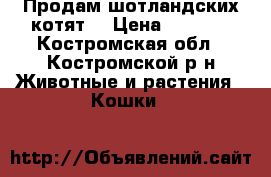 Продам шотландских котят  › Цена ­ 2 500 - Костромская обл., Костромской р-н Животные и растения » Кошки   